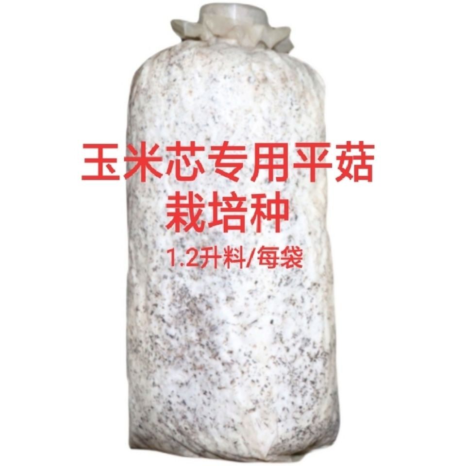 玉米芯用平菇栽培菌包平菇三级栽多肉植物