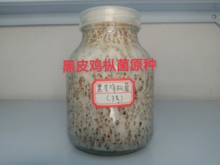 黑皮鸡枞菌原瓶原级原种黑皮鸡枞菌二级扩繁种植