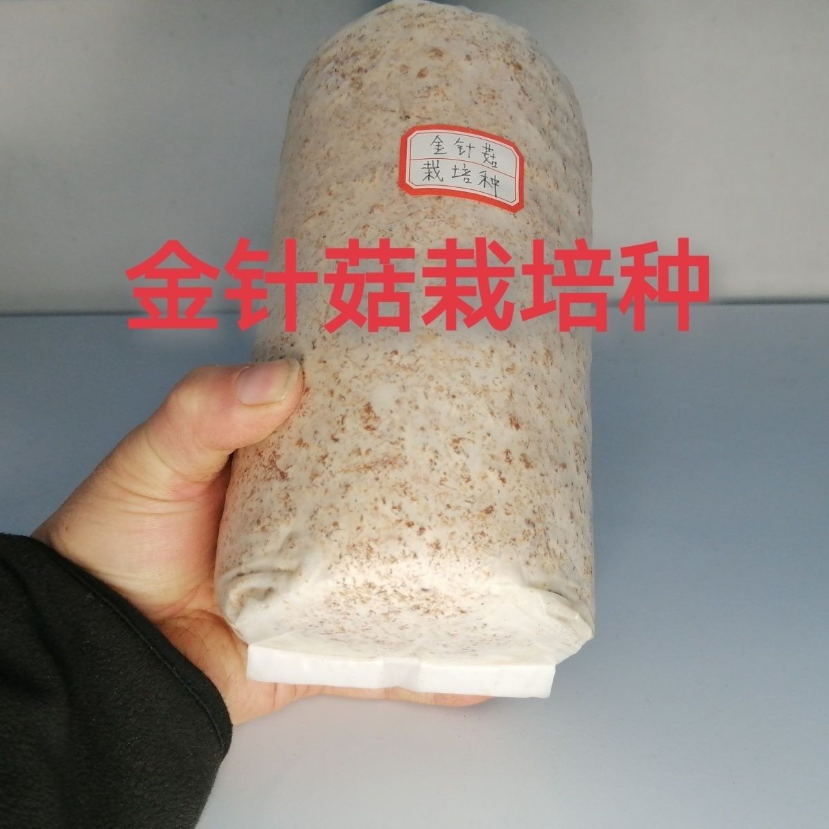 金针菇栽培种金针菇三级种家庭阳台大棚种植包