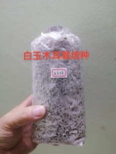 白玉木耳栽培菌种家庭室内外多肉盆栽蘑菇菌棒玉木耳种植包