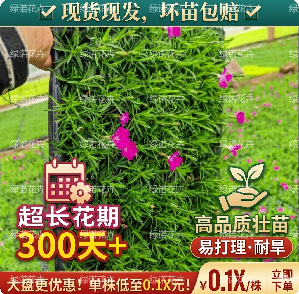 欧石竹粉贝穴盘苗批发图片