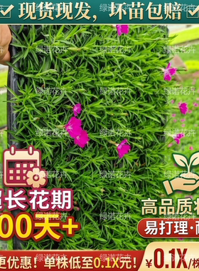 欧石竹粉贝穴盘苗批发