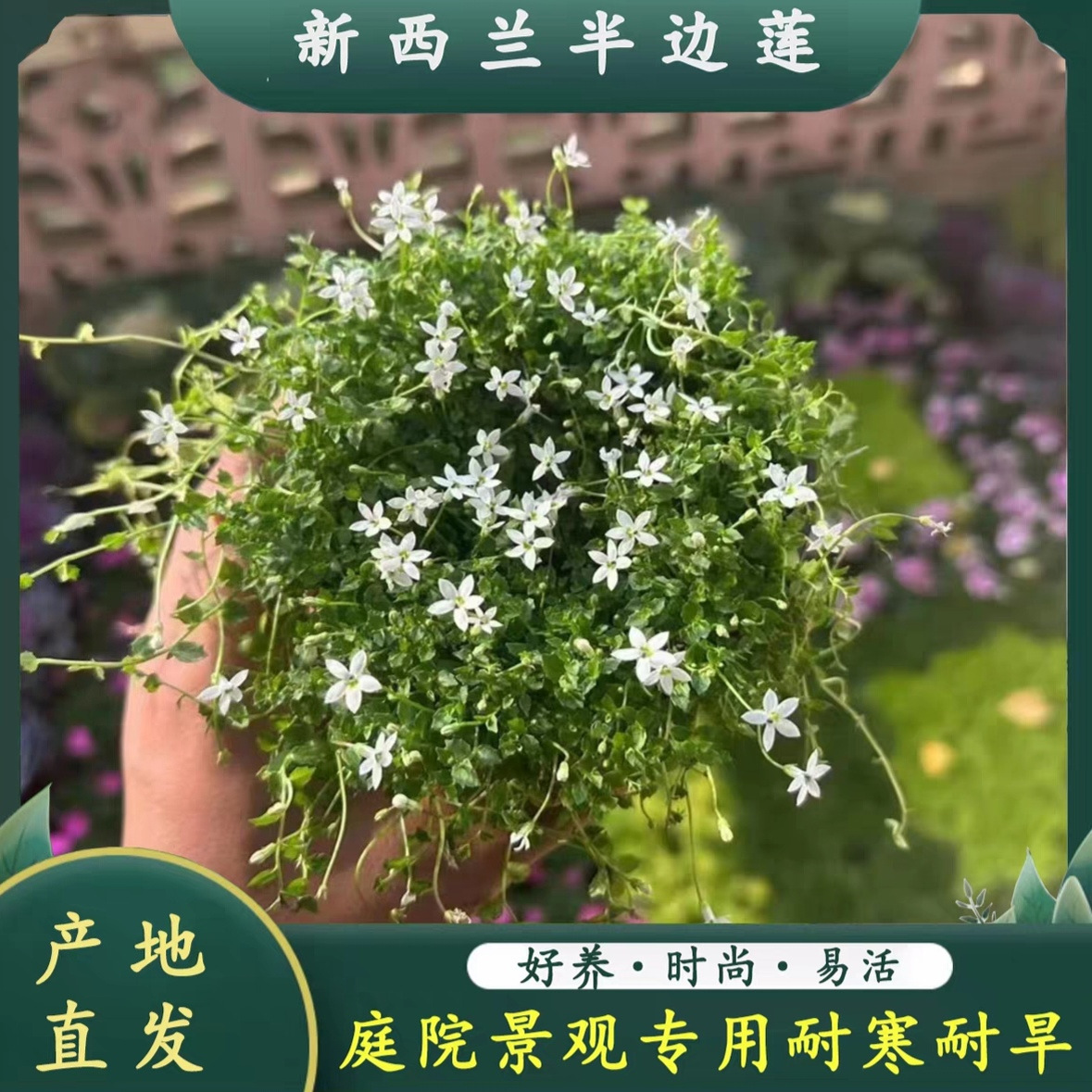 新西兰半边莲地被宿根六倍利