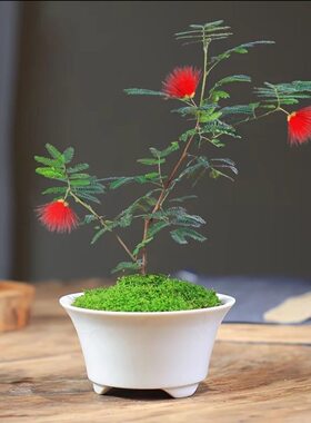 姬合欢花香水姬合欢红花姬合欢绿植微景观网红好养易活合欢喜阳