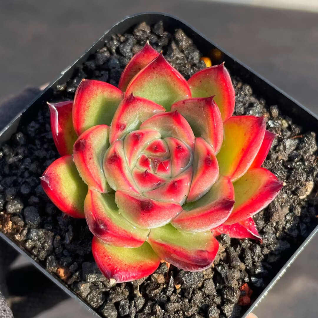 新品稀有贵货篝火多肉植物盆栽办公室内阳台高档肉肉花卉