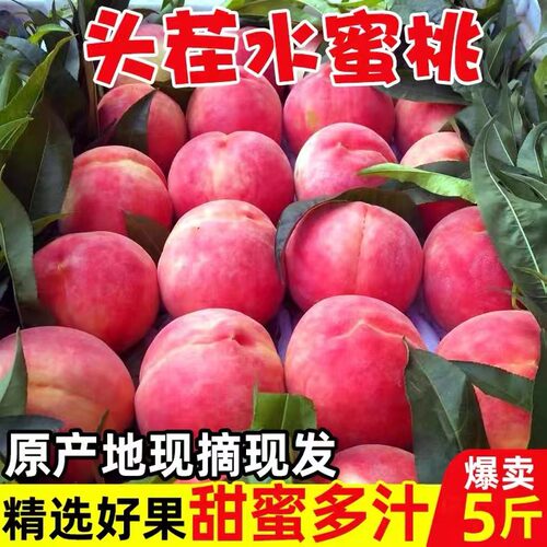 当季现摘现发水蜜桃包邮