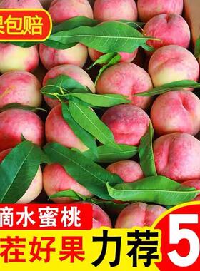 桃子水蜜桃5斤现摘当季孕妇水果水蜜桃脆甜毛桃整箱包邮红桃脆桃