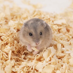 仓鼠木屑专用养龙猫仓鼠用的垫料除臭小仓鼠木屑夏天夏季用品
