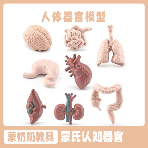 人体器官认知模型 儿童医学启蒙教具 可拆卸仿真人体器官玩具