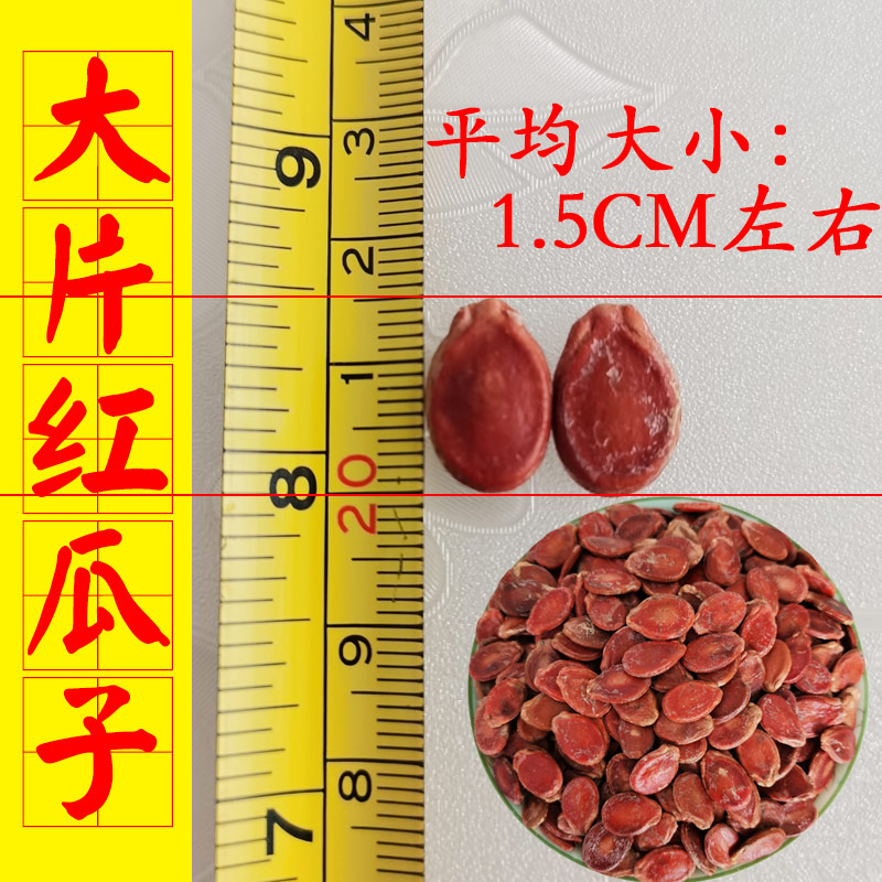 新疆西瓜子大片大颗粒生的天然农家自种产散装货红饱满籽原料北屯