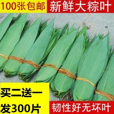 100片现摘粽叶新鲜8cm以上包粽子的大粽子叶新鲜箬叶野生竹棕叶|ruв категории водной мясо/свежие фрукты и овощи/еда, свежие овощи/овощной продукции, свежие овощи, другие - от Buy2taobao.com для оказания профессиональной услуги покупки агента Taobao
