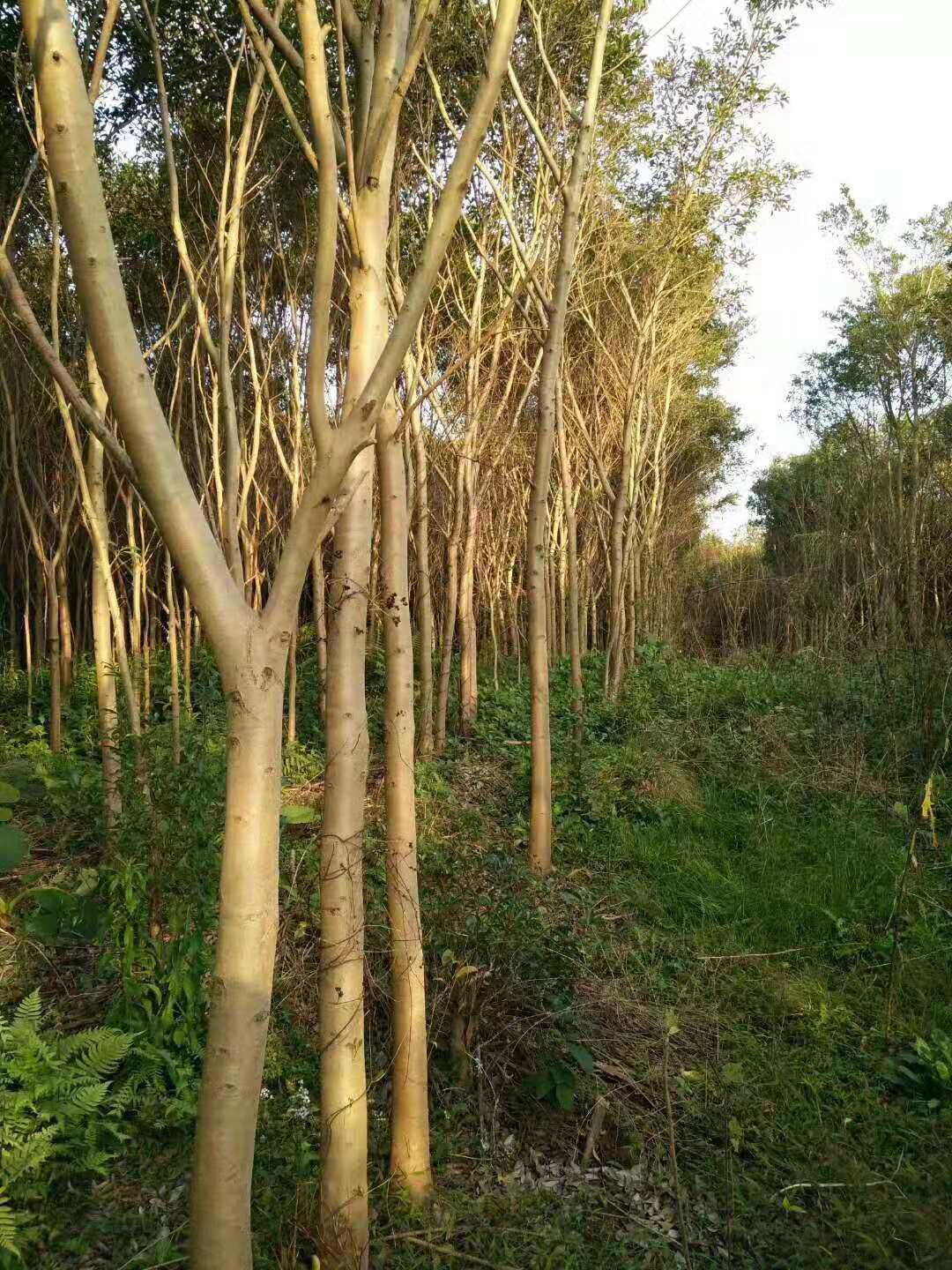小叶红皮榕庭院别墅四季常青风景树城市公园路旁独木成林绿化树木