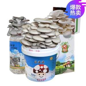 【金针菇养殖】_金针菇养殖