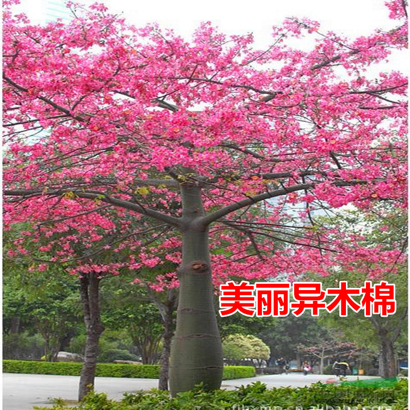美丽异木棉树苗 美人树苗 大腹木棉苗 酒瓶树苗 庭院小区地栽种植