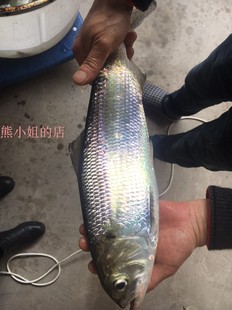 新鲜水产鲜活鲥鱼淡水鱼现杀节日礼品1.8斤1条顺丰生鲜包邮