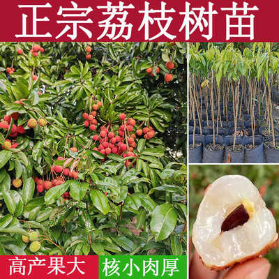 荔枝树苗仙进奉桂味妃子笑无核荔枝嫁接苗果苗带土带叶当年结果