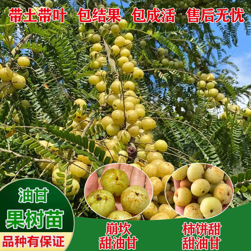 潮汕油甘果苗嫁接崩坎狮头甜种油甘树苗柿饼甜赤皮果树四季结果