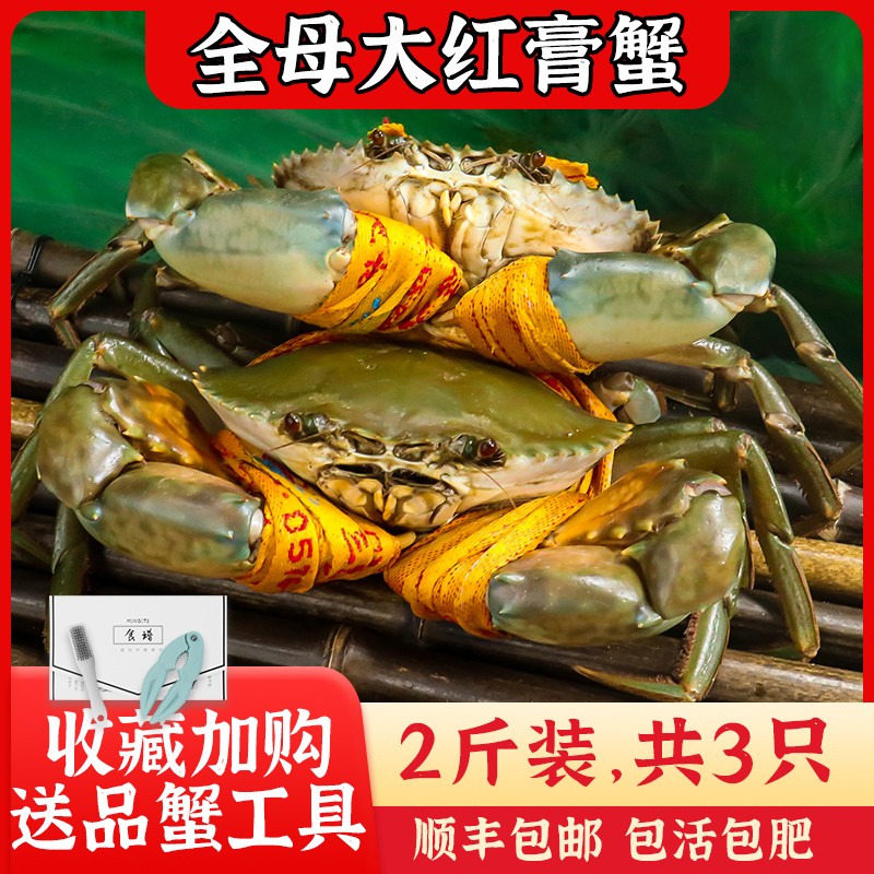 正宗三门青蟹大红膏蟹全母特大鲜活螃蟹 红鲟海蟹海鲜水产2斤装