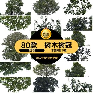 装饰绿植PNG树木后期场景树枝植物参考真实抠素材免80款树冠大