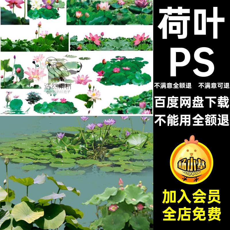 荷花睡莲植物PSD免扣水生植物效果图荷叶素材池塘莲花平彩平面