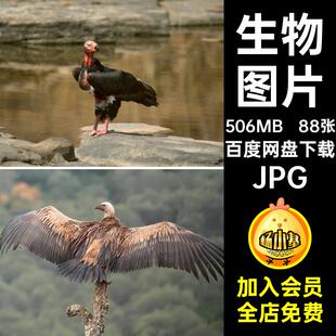88张猛禽喷绘高清生物兀鹫美工合成秃鹫设计打印素材秃鹰JPG