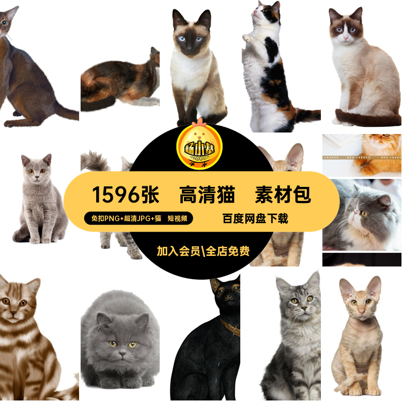 1596张猫咪图库海报画册4K宠物小杂志可爱图片动物扣高清PNG免