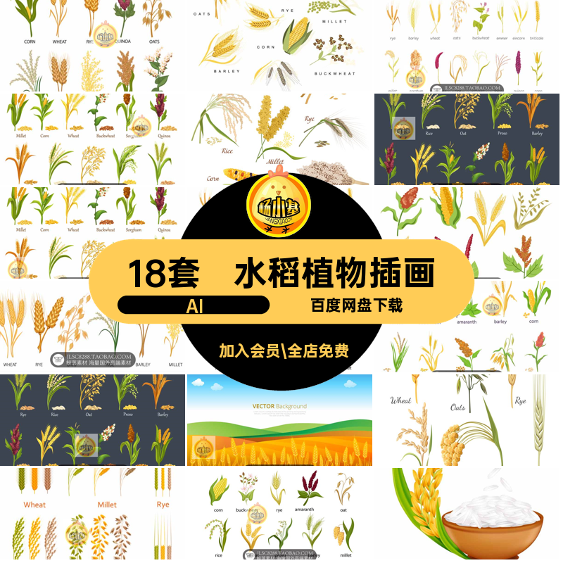 手绘植物插画AI黑麦大麦素材插图水稻藜高粱大米18套荞麦小米小麦
