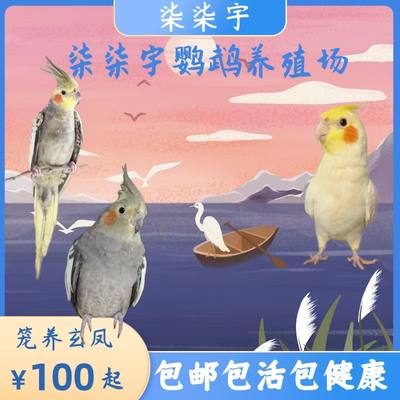 3个月笼养鸟