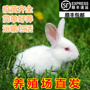 小兔子活物活体宠物兔崽一公一母一对白兔比利时种兔苗繁殖家养兔