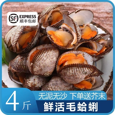 鲜活毛蚶毛蛤蜊毛蚬子现捕现发鲜活大蛤蜊海鲜贝类水产非血蛤