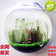 微景草缸水族箱亚克力家居壁挂饰墙饰有机玻璃鱼缸创意育花瓶器皿