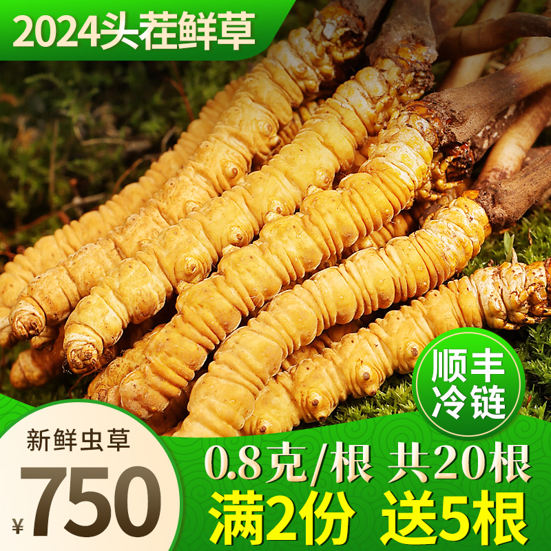 2024新鲜冬虫夏草官方旗舰店0.8克/根头期正品鲜虫草礼盒装 传统滋补营养品 冬虫夏草 原图主图