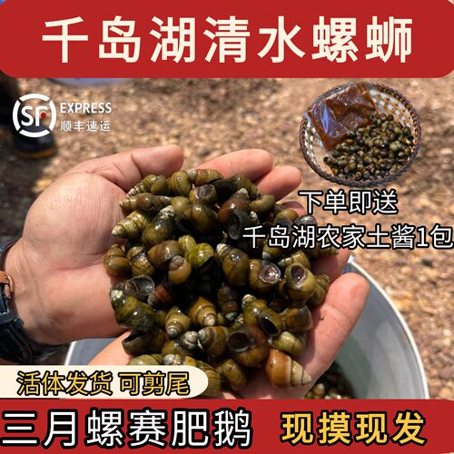 千岛湖特产清水螺丝水库小溪