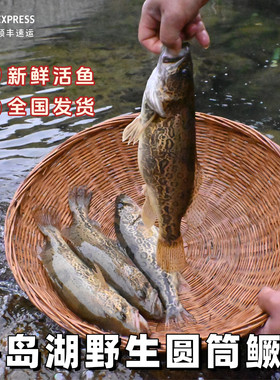 千岛湖鳜鱼圆筒老虎桂