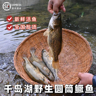 圆筒鳜鱼 正宗千岛湖鳜鱼圆桶桂鱼湖里打捞鲜活斑鳜虎斑鳜老虎鱼
