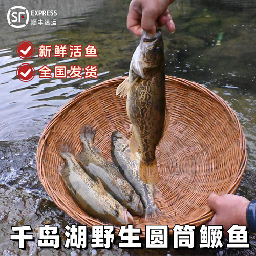 千岛湖鳜鱼圆筒老虎桂