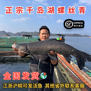 正宗千岛湖正宗野生螺蛳青活鱼大鱼青鱼活鱼现杀新鲜活鱼淡水鱼