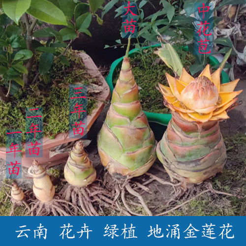 云南 地涌金莲 金莲花苗 金连荷花 包活 绿植 盆栽 花卉 花苗