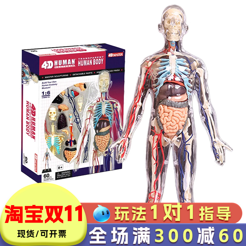 人体器官模型儿童科普玩具