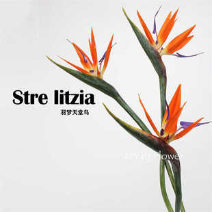 特大天堂鸟鹤望兰仿真花手感花新中式家居样板间装饰婚庆摄影花材