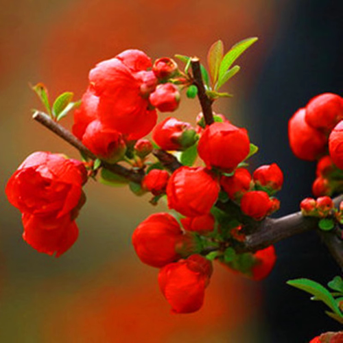 长寿冠海棠花苗四季开花