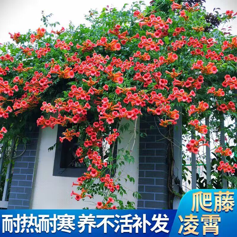 花仙子凌霄花苗四季开花庭院阳台