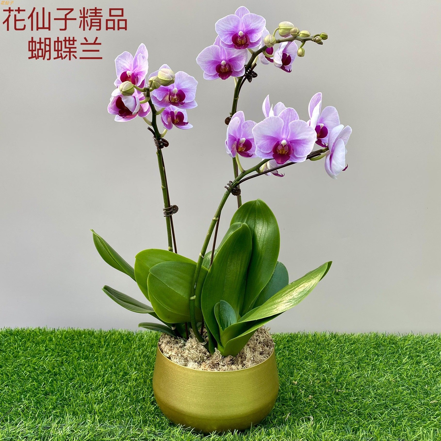 高挡蝴蝶兰年宵花盆景盆栽带花室内植物节日礼品花