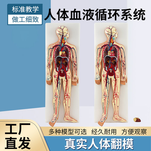 蓝蝶模型血液循环解剖模型教学