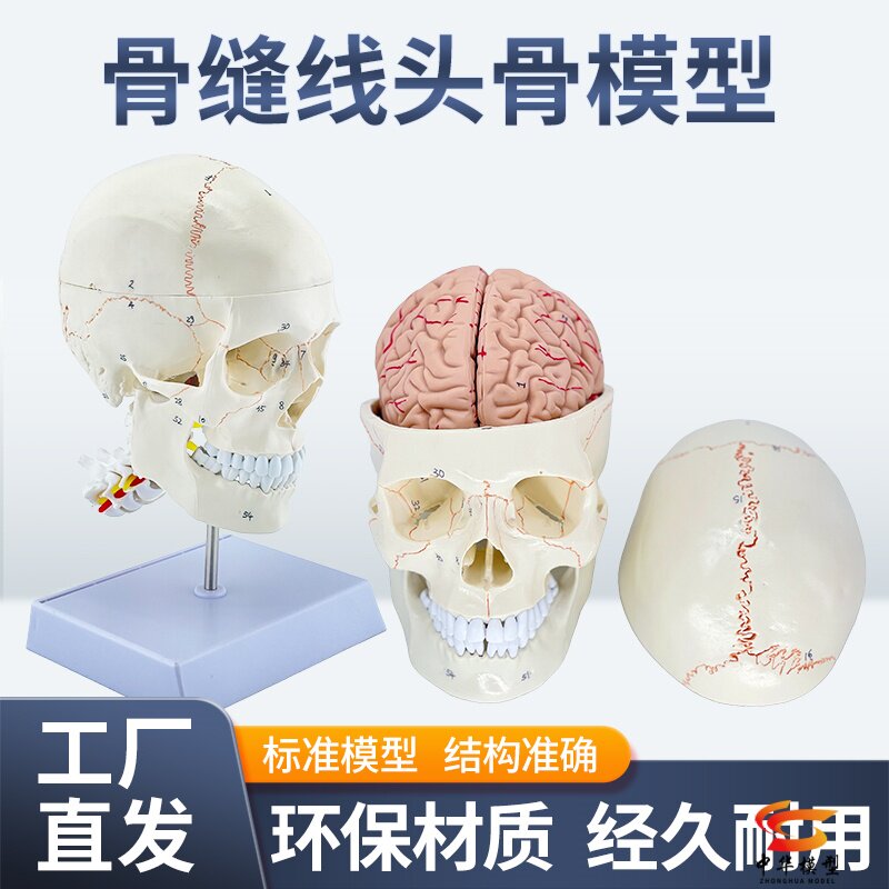 蓝蝶模型头骨骷髅人体教具