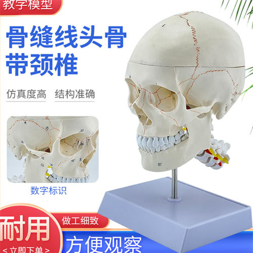 蓝蝶模型仿真人体头骨模型教学