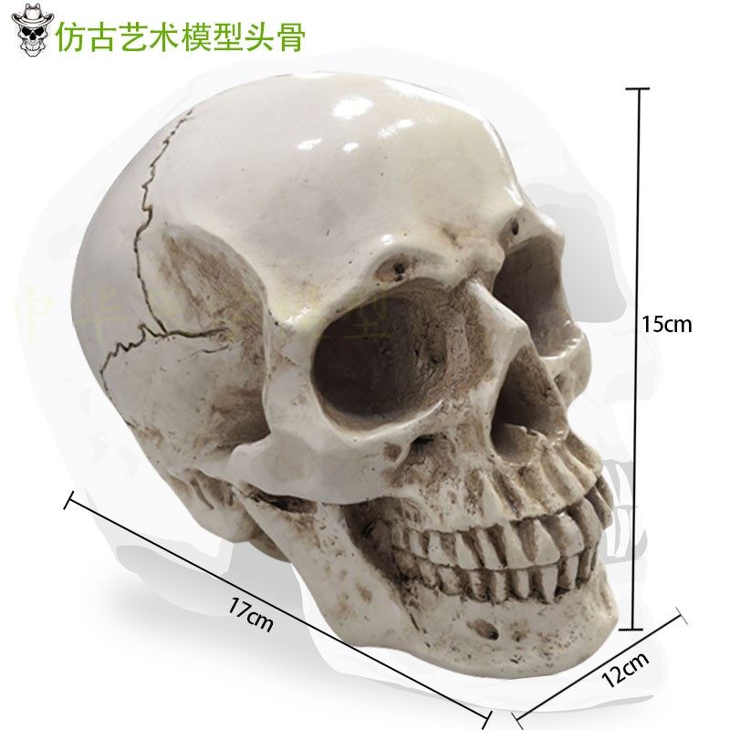 树脂肌肉骨骼解剖美术现货骷髅头