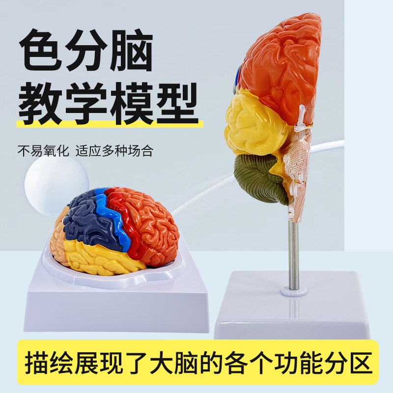 蓝蝶模型脑功能区域脑解剖教具