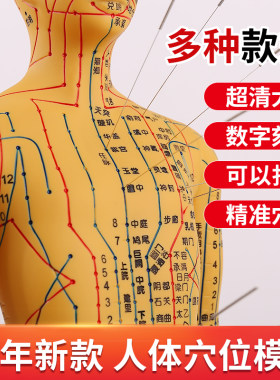 蓝蝶模型人体针灸扎针训练教学