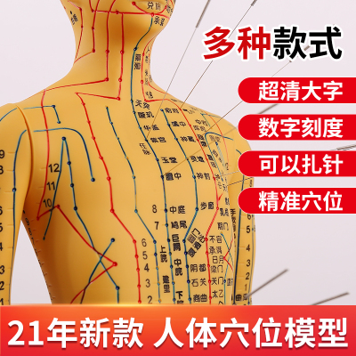 蓝蝶模型人体针灸扎针训练教学